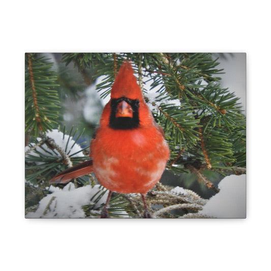 Cardinal Winter Picture, Matte Canvas Print