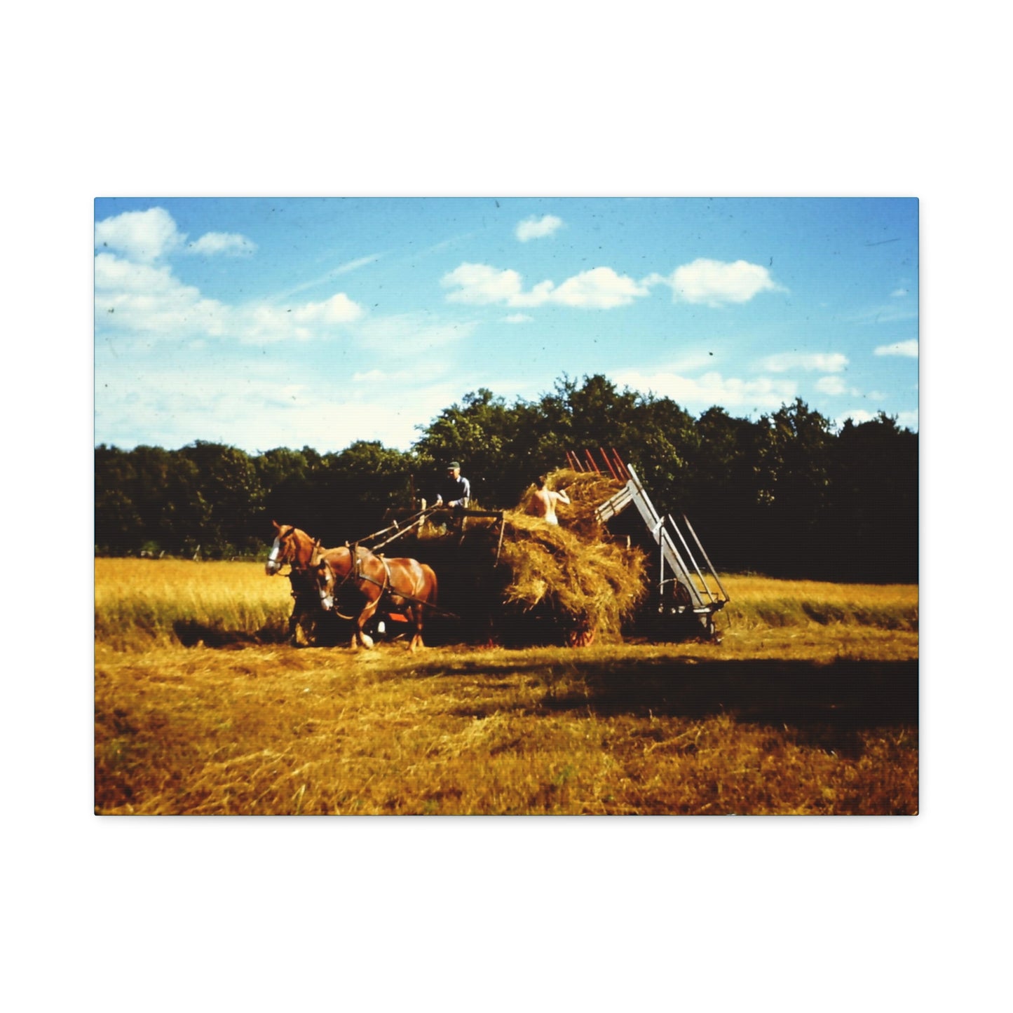 Farm Scene Horse Drawn Hay Loader Gathering Matte Canvas