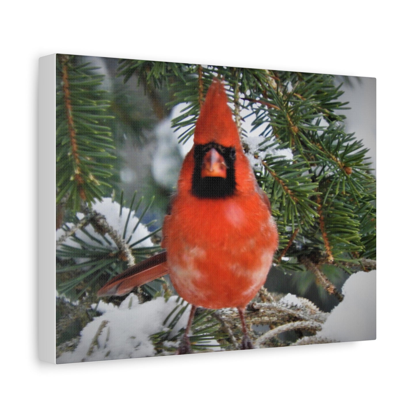 Cardinal Winter Picture, Matte Canvas Print