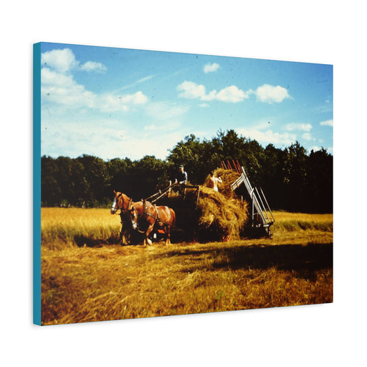 Farm Scene Horse Drawn Hay Loader Gathering Matte Canvas