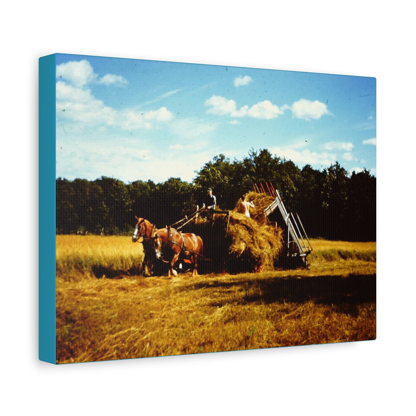 Farm Scene Horse Drawn Hay Loader Gathering Matte Canvas